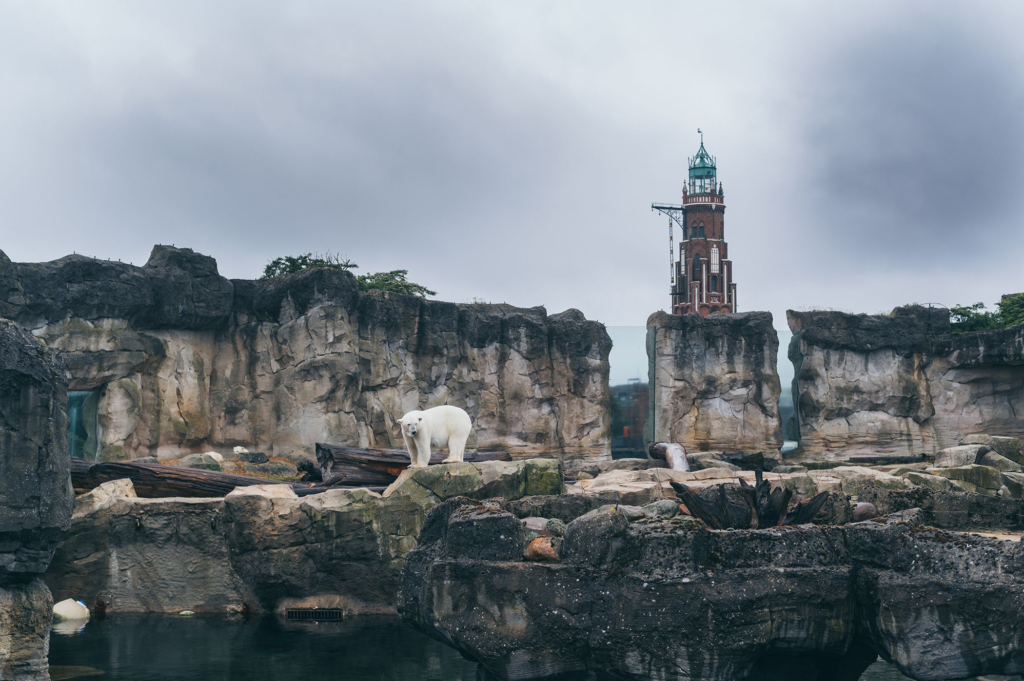 Zoo am Meer mit Eisbär