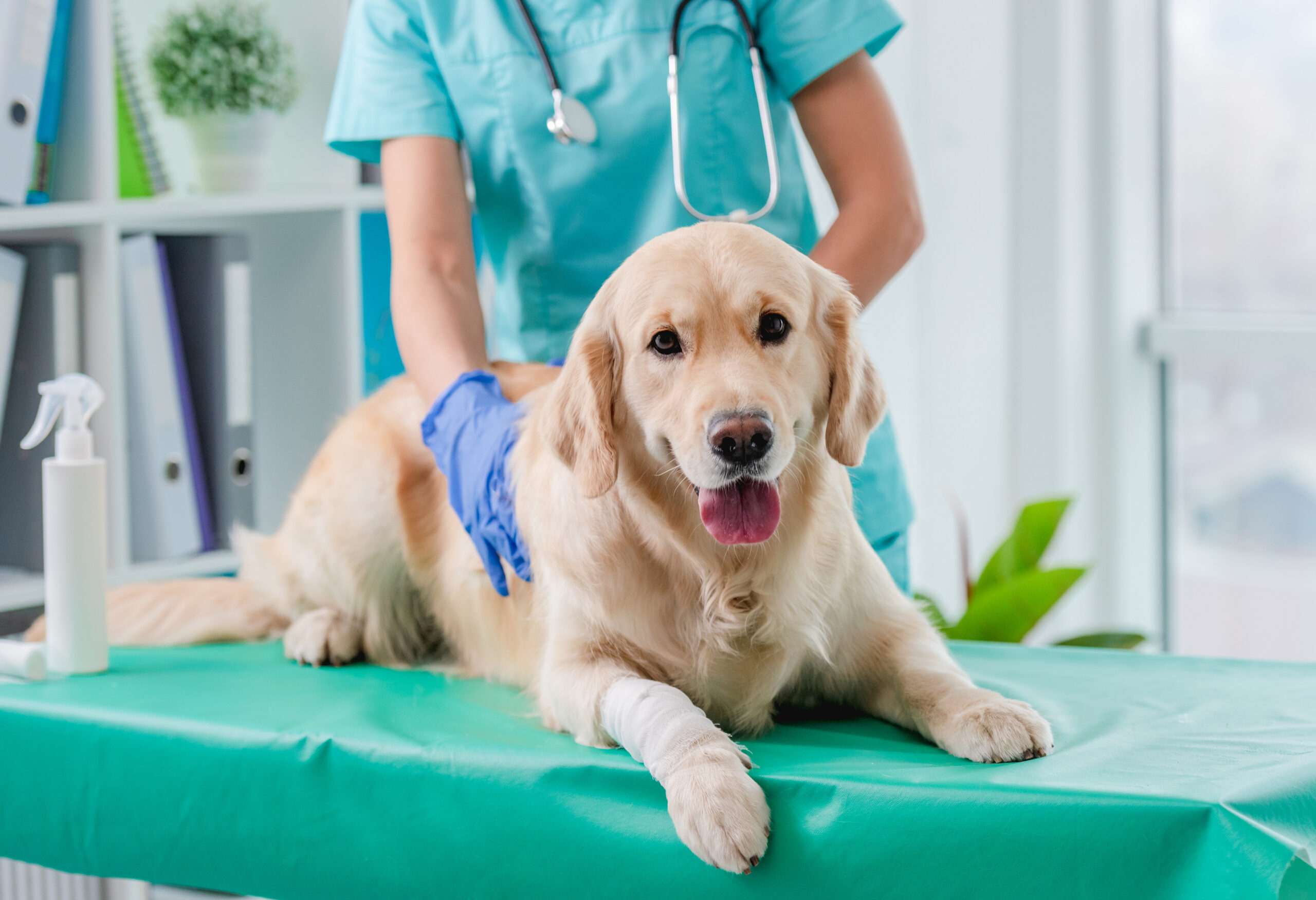 Golden Retriever beim Tierarzt