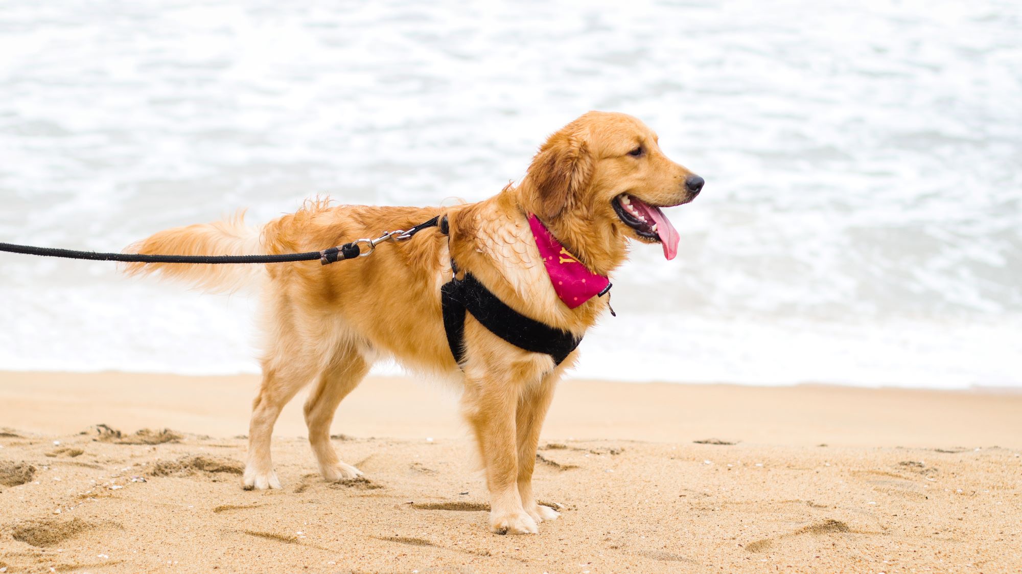 Fröhlicher Hund am Nordseestrand