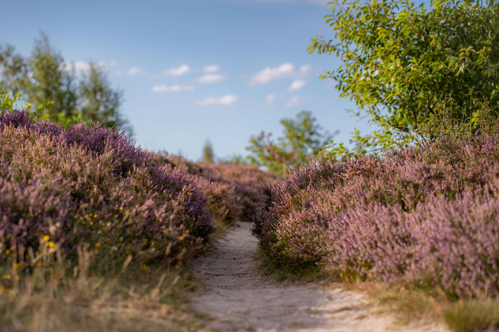 Weg durch die Küstenheide in der Blüte
