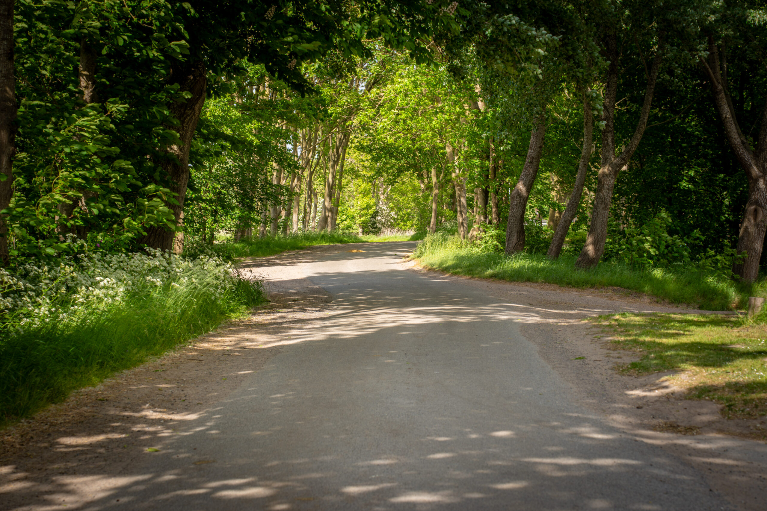 Fahrradweg am Alten Deich