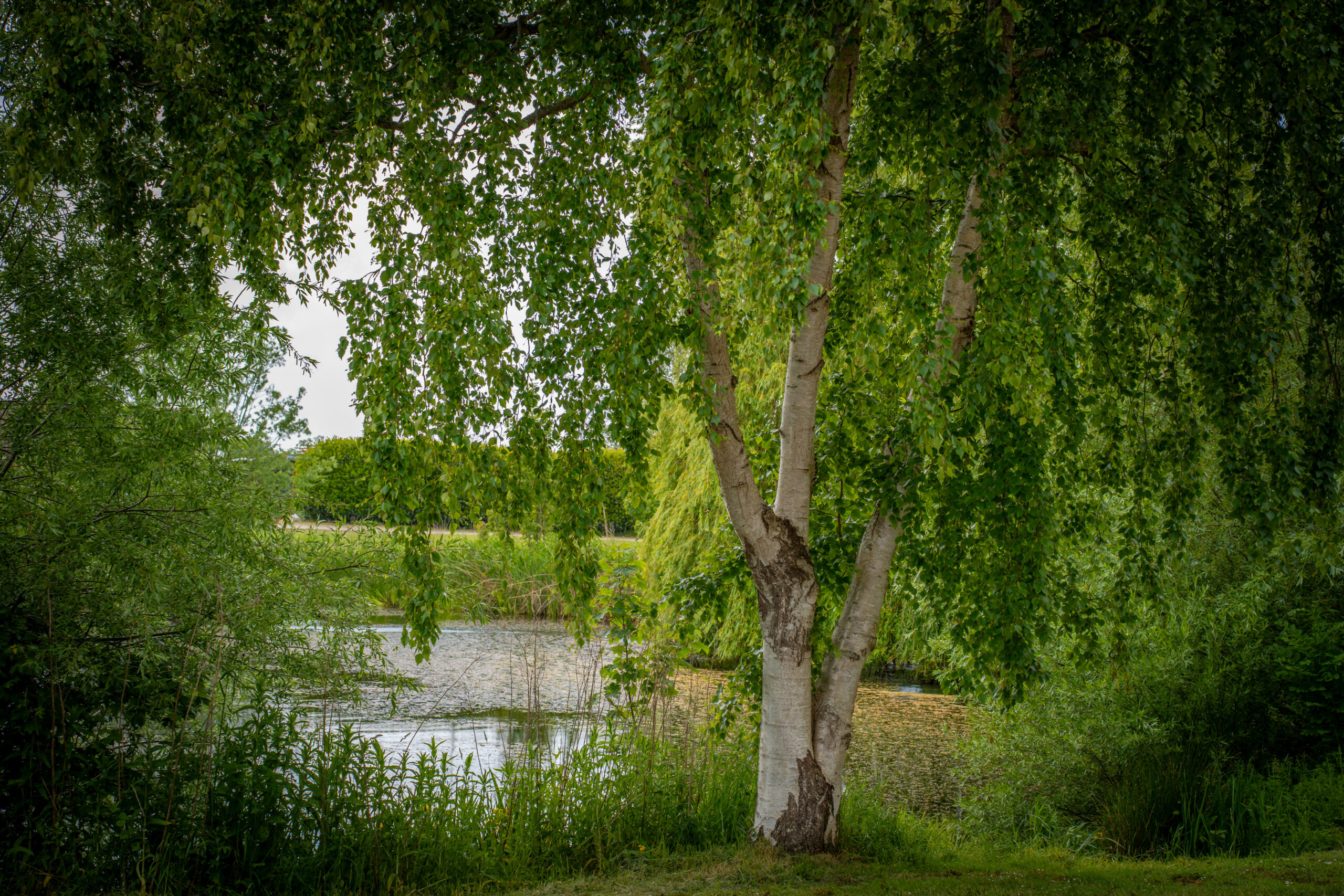 Teich in Padingbüttel